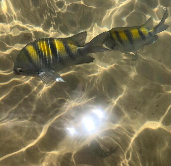 펜션 Maui Maui Wellness  Taipu De Fora