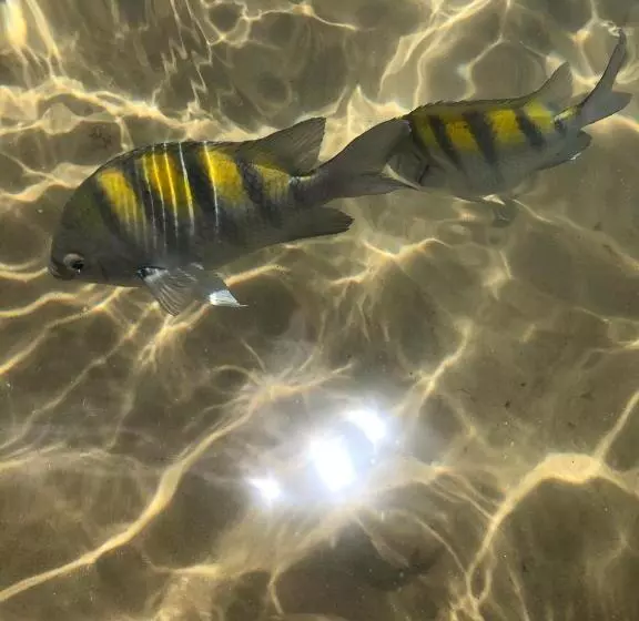 ペンション Maui Maui Wellness  Taipu De Fora