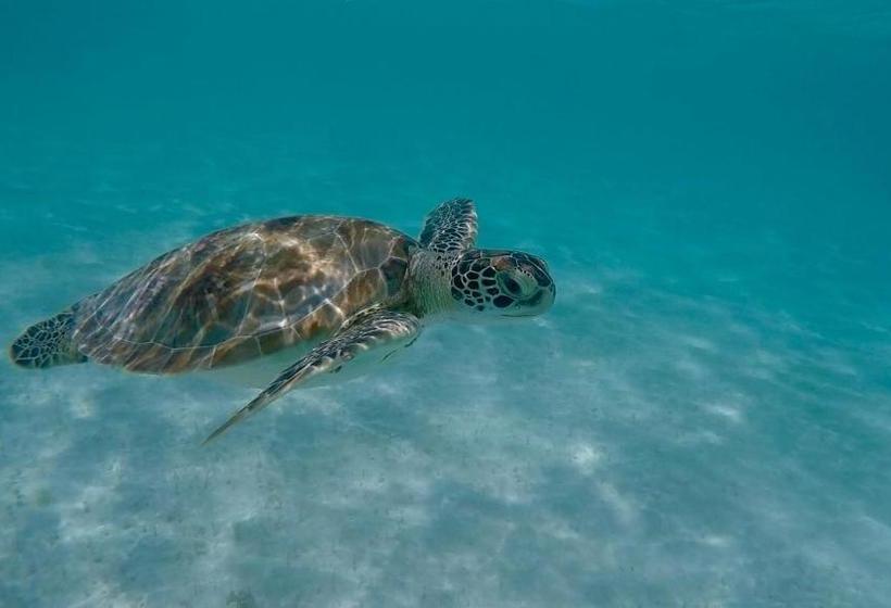 پانسیون Beach Guest House Cleverdale