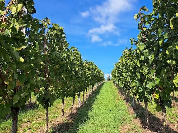 Pension Yvonne  Superior