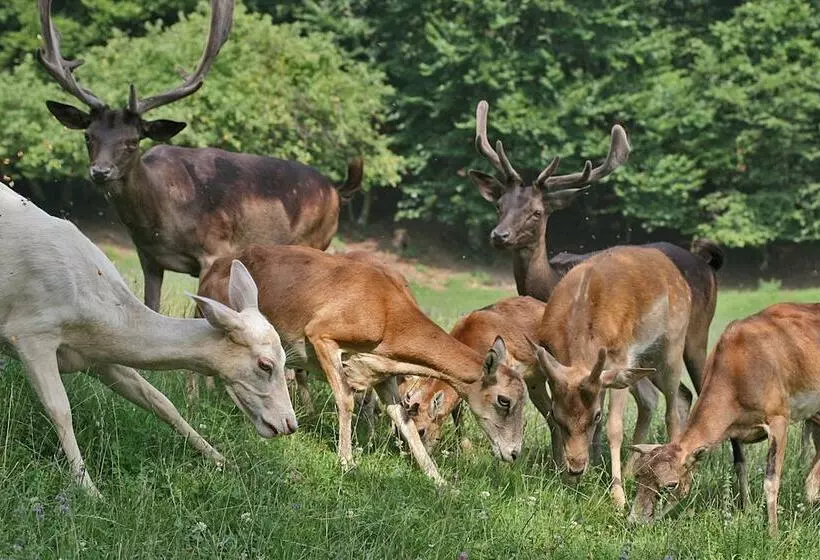 پانسیون Guesthouse Jelenov Greben