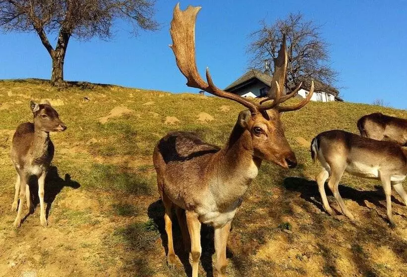 پانسیون Guesthouse Jelenov Greben