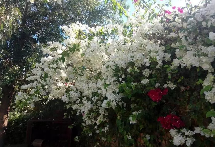 Riad Tanjil