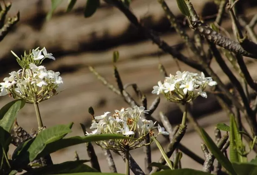 Retkeilymaja Escondite Pacifico