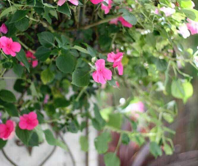 Szálloda Hakuba Moegi