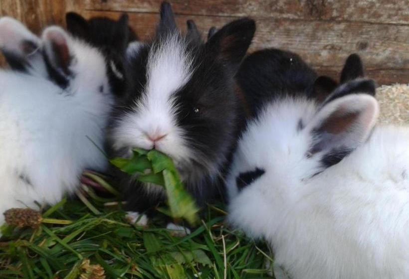 ペンション Oberegghof