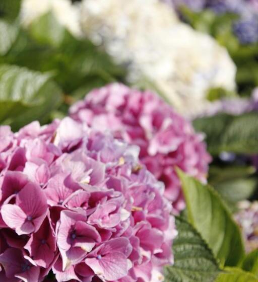 ベッドアンドブレックファースト Il Borghetto Creative Resort