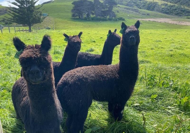 Отель Seacroft Estate