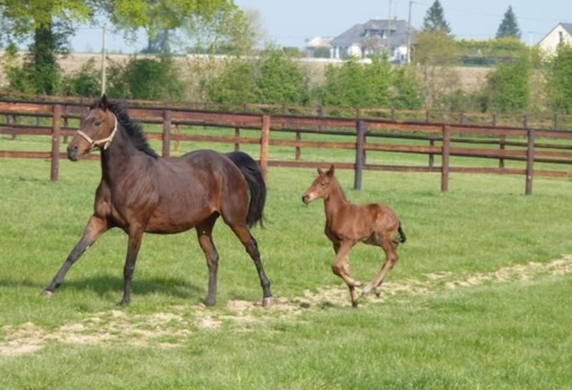 ベッドアンドブレックファースト Maison D Hotes Le Relais Du Haras