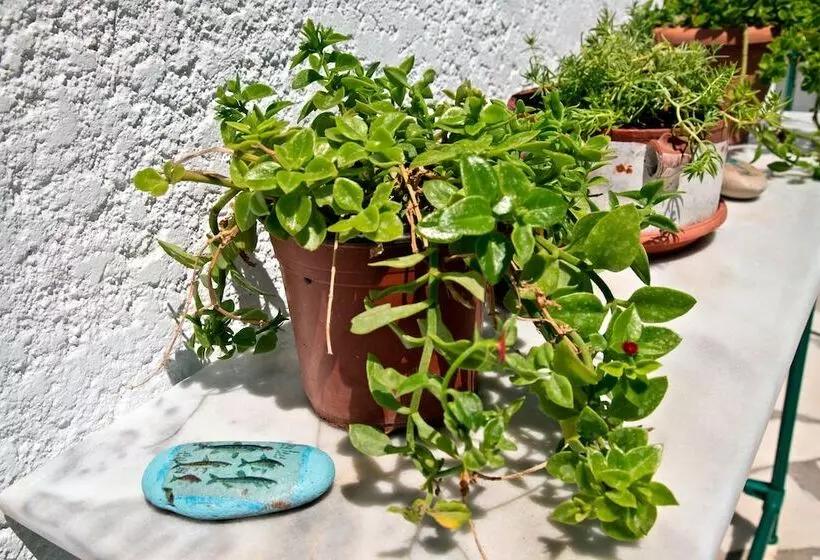 New Aurora Apts Studios