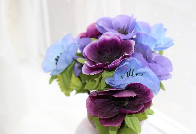 بنسيون Napier Town House