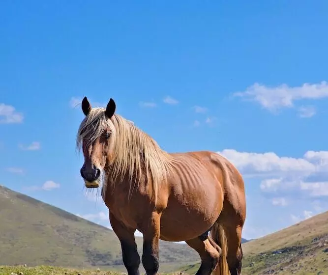 Hotelli Vvf Résidence Pays Basque Saint Jean Pied De Port