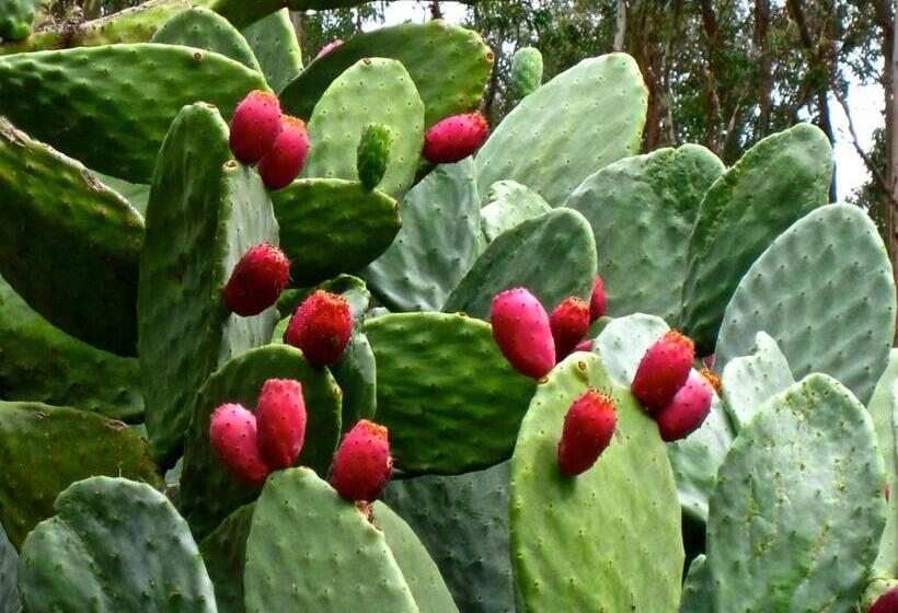 فندق Agriturismo Bannata