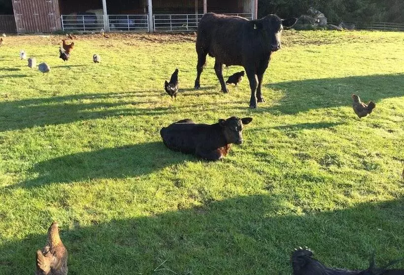 Castleview   Newton Steading