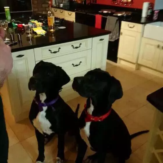 Castleview   Newton Steading