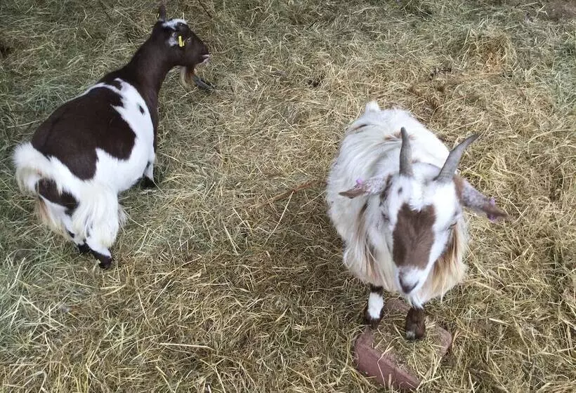 Castleview   Newton Steading
