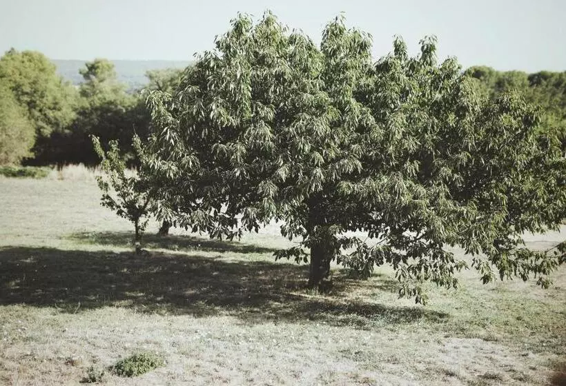 Domaine De Carraire