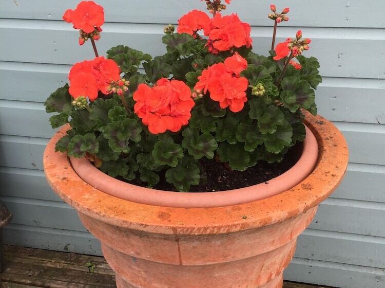 Nocleg ze śniadaniem Basingstoke En Suite Room In Garden Annex