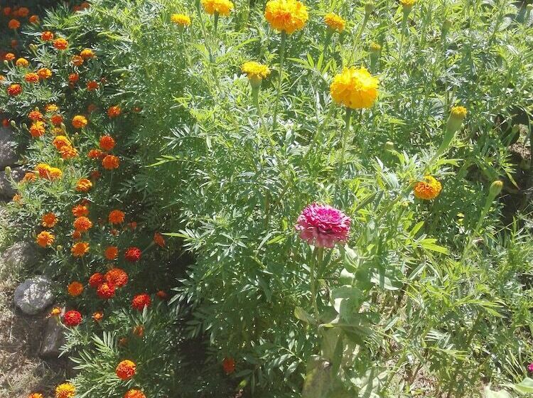 Quinta Eido Oliveira