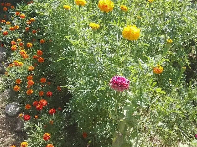 Quinta Eido Oliveira