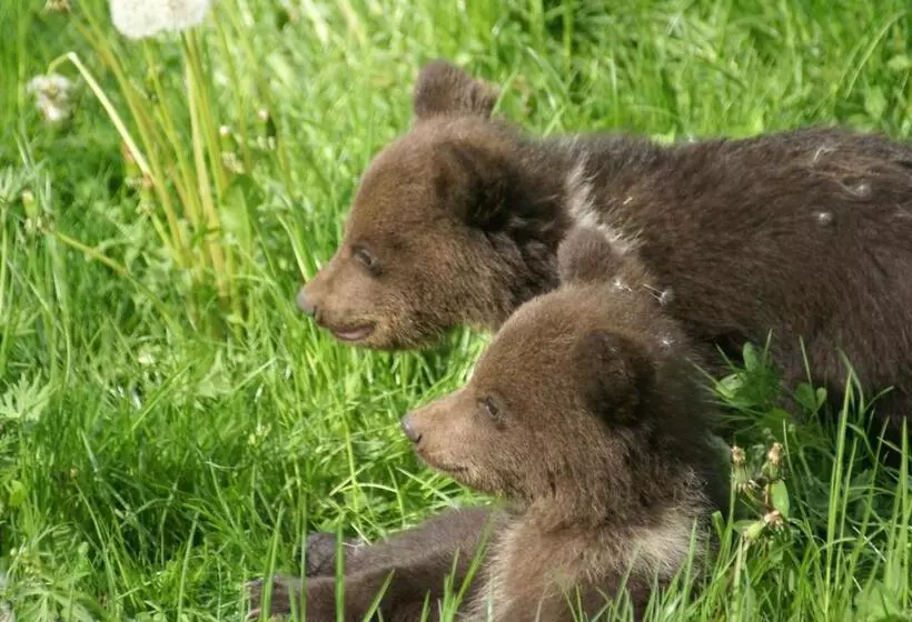 Aamiaismajoitus (B&B) Maison D Hôtes Et Campement Mariposa