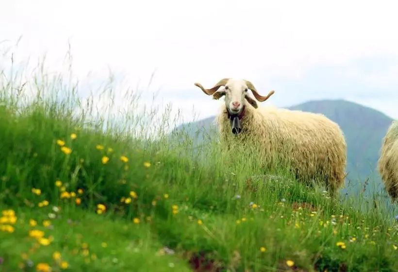 Aamiaismajoitus (B&B) Maison D Hôtes Et Campement Mariposa