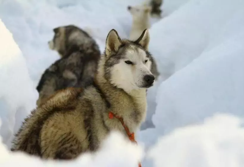 Aamiaismajoitus (B&B) Maison D Hôtes Et Campement Mariposa