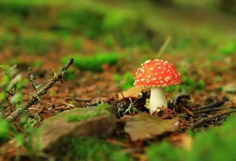 Aamiaismajoitus (B&B) Maison D Hôtes Et Campement Mariposa