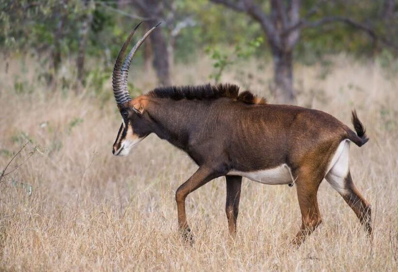 فندق Abelana River Lodge