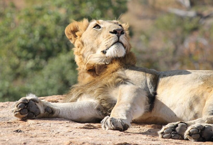 فندق Abelana River Lodge