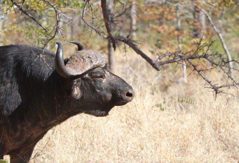 فندق Abelana River Lodge