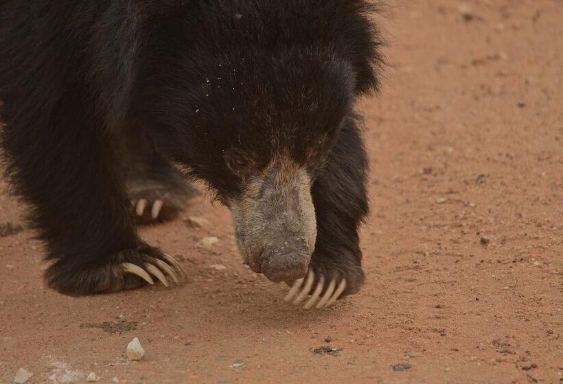 منتجع Kele Yala Sri Lanka