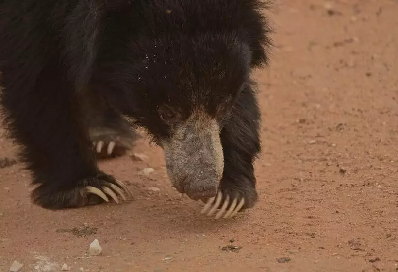 Lomakeskus Kele Yala Sri Lanka