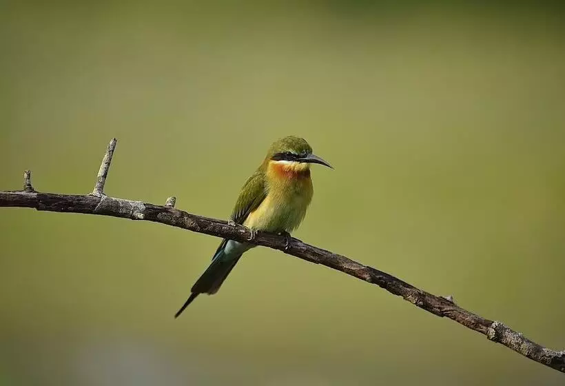 Lomakeskus Kele Yala Sri Lanka