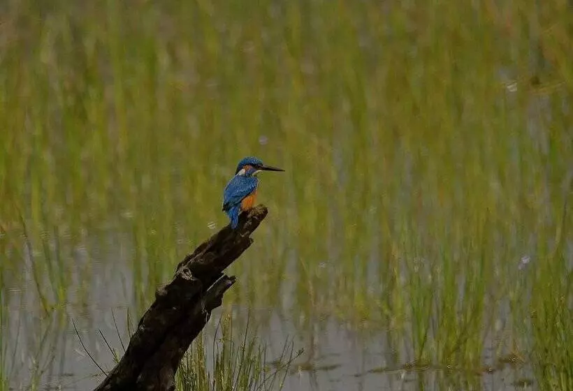 Lomakeskus Kele Yala Sri Lanka