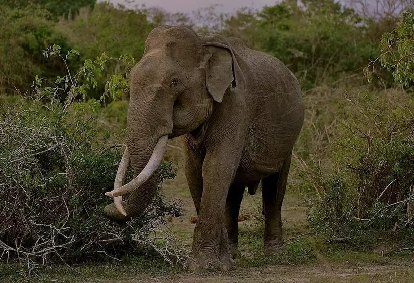 Lomakeskus Kele Yala Sri Lanka