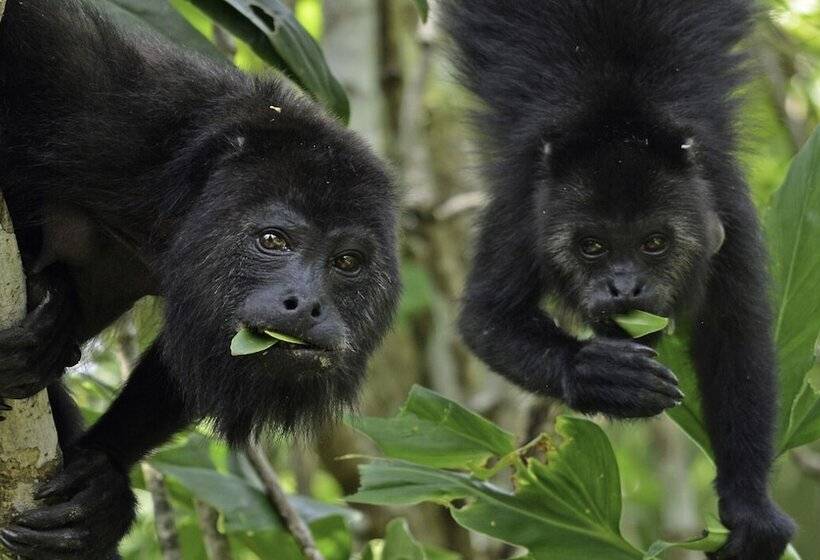 호텔 Campamento Rio Lacanja