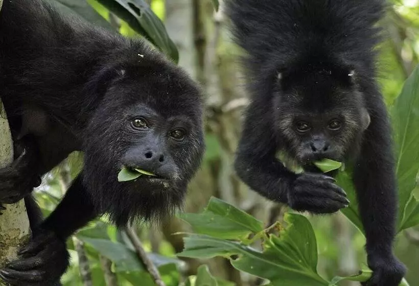 Hotel Campamento Rio Lacanja