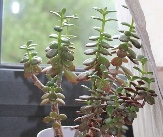 مبيت وإفطار Le Mas Normand