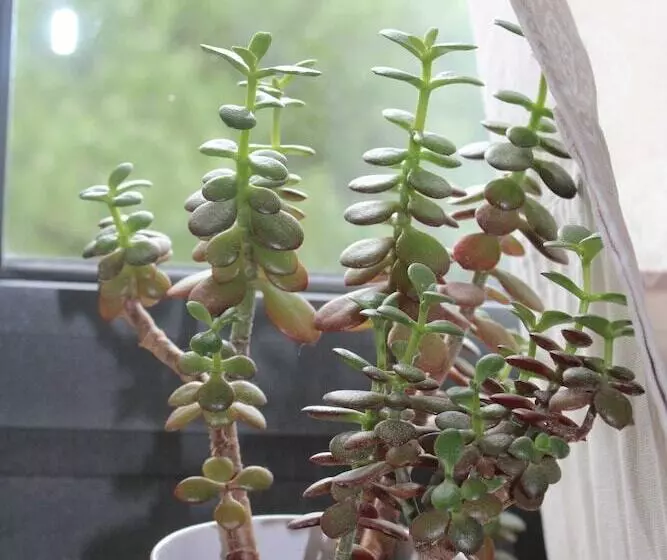 ベッドアンドブレックファースト Le Mas Normand