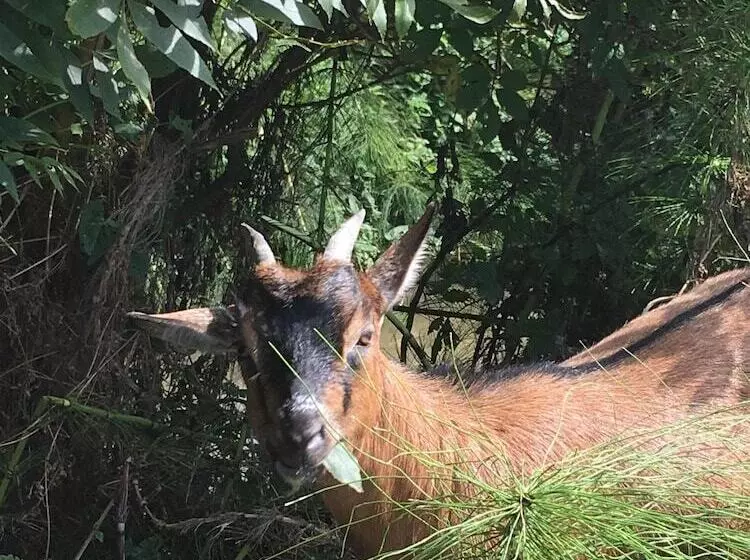 ベッドアンドブレックファースト Le Mas Normand