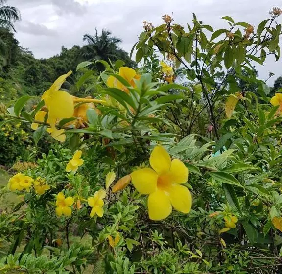 پانسیون Les Elles Guesthouse Self Catering