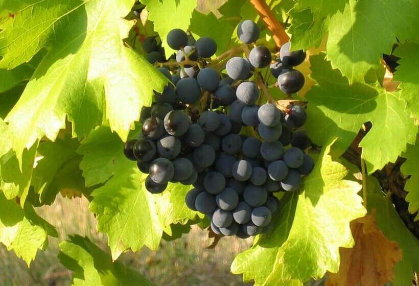 펜션 Maison D'hôtes Côté Cour