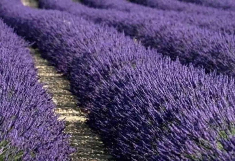 ペンション Auberge De L'abbaye