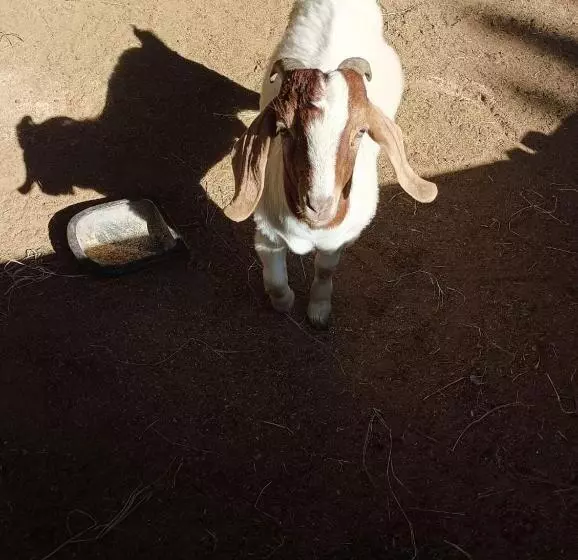 Majatalo Pousada Atibaia
