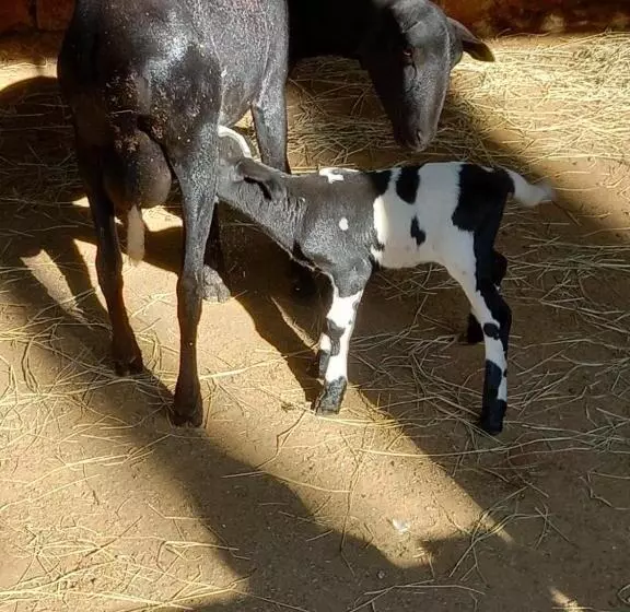 Majatalo Pousada Atibaia