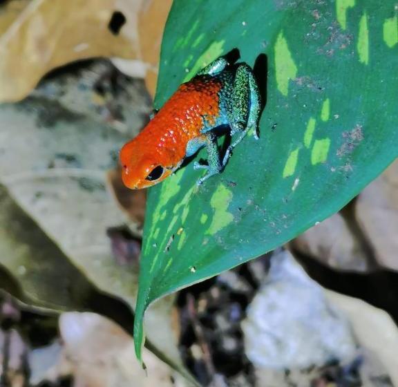 הוסטל Greenpoint Drake Bay