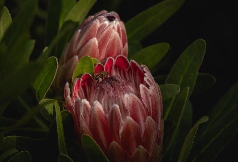 فندق Belfield Wines And Farm Cottages