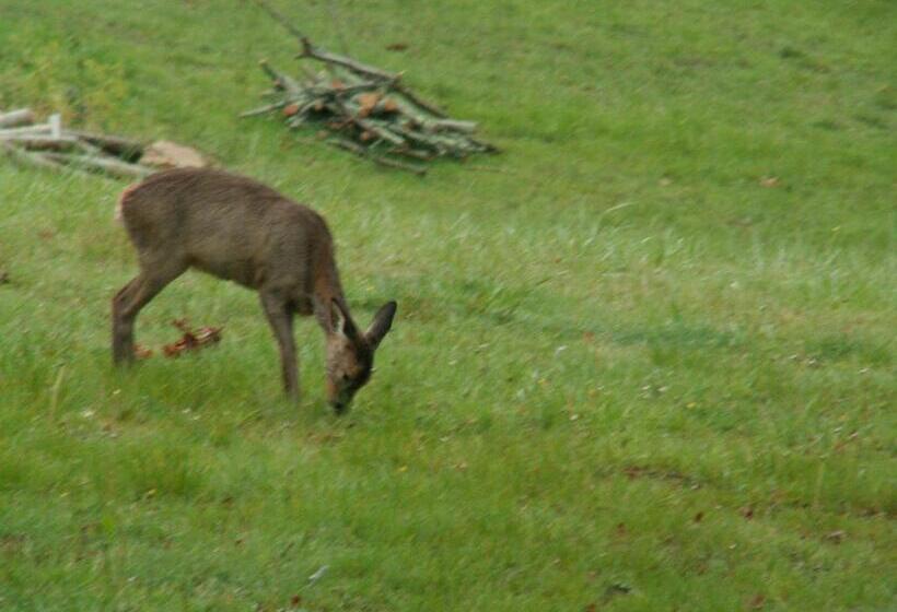 פנסיון Bidachuna