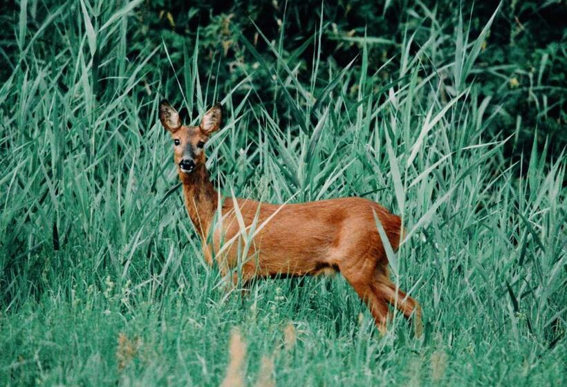 Отель Zur Margarethenmühle   Landgasthof Und Wald